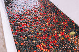 Seasonal Caffeinated Calico Bean Market Coffee